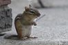 Filename=Chipmunk_2.JPG
Filesize=159KiB
Dimensions=800x533
Date added=May 30, 2011 Chipmunk_2.JPG