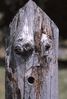 Filename=Fence_post.jpg
Filesize=224KiB
Dimensions=541x800
Date added=May 15, 2011 Fence_post.jpg