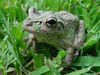 Filename=treefrog01.jpg
Filesize=234KiB
Dimensions=800x600
Date added=Apr 17, 2011 treefrog01.jpg